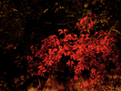 Red-leafed Tree